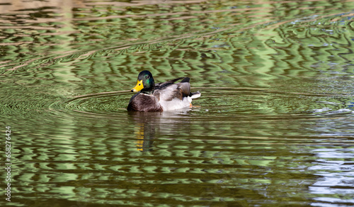 mallard duck swimming in a pond in Menden Sauerland 