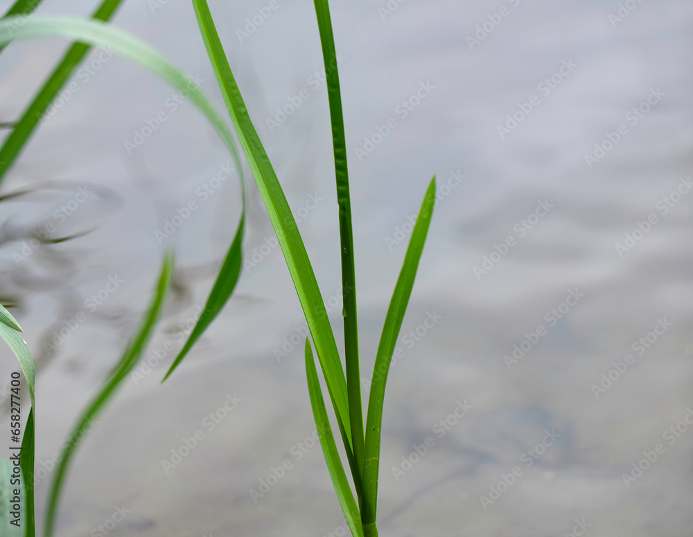 Obraz premium Polish lakes, blue water, rushes and reeds on a lake shore, Masuria region, Poland.