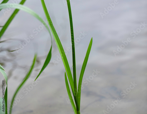 Fototapeta Naklejka Na Ścianę i Meble -  Polish lakes, blue water, rushes and reeds on a lake shore, Masuria region, Poland.