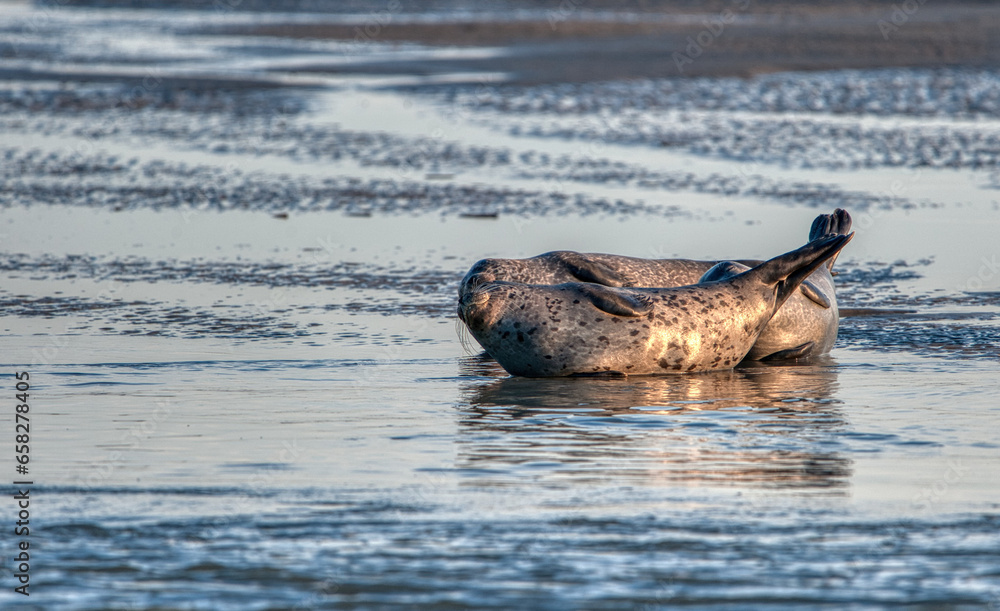 Fototapeta premium phoque