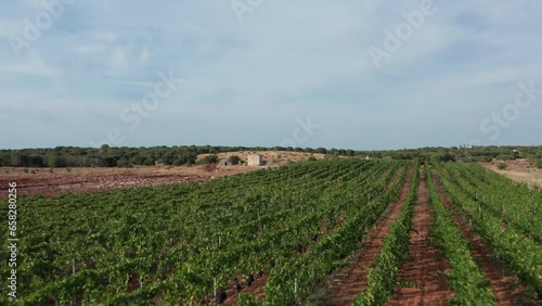 Passage through a vineyard in Puglia