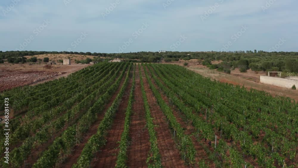 It orbits over a vineyard in Puglia It orbits over a vineyard in Puglia