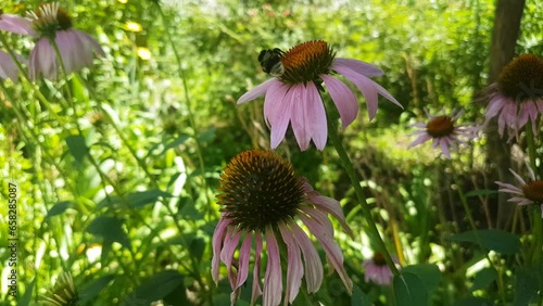 bee on a flower