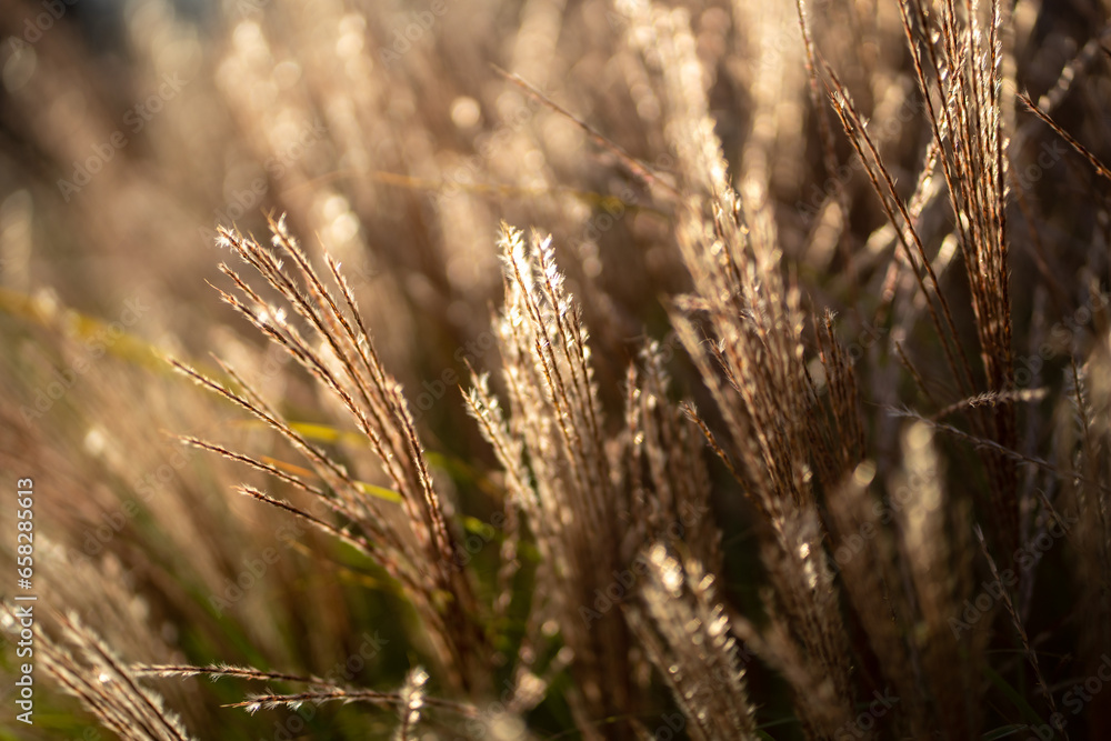 Dry pampas grass at sunset light outdoors. Plant Cortaderia selloana soft focus. Natural abstract background with fluffy dry reeds in sunlight Dry pampas grass at sunset light outdoors. Plant Cortaderia selloana soft focus. Natural abstract background with fluffy dry reeds in sunlight