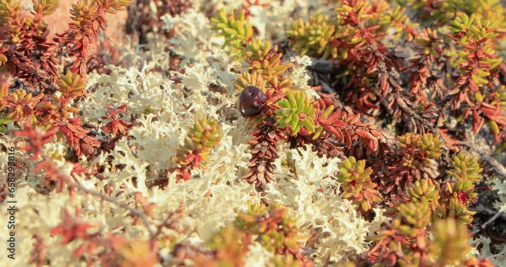 Arctic Tundra lichen moss close-up. Found primarily in areas of Arctic Tundra, alpine tundra, it is extremely cold-hardy. Cladonia rangiferina, also known as reindeer cup lichen. Arctic Tundra lichen moss close-up. Found primarily in areas of Arctic Tundra, alpine tundra, it is extremely cold-hardy. Cladonia rangiferina, also known as reindeer cup lichen.