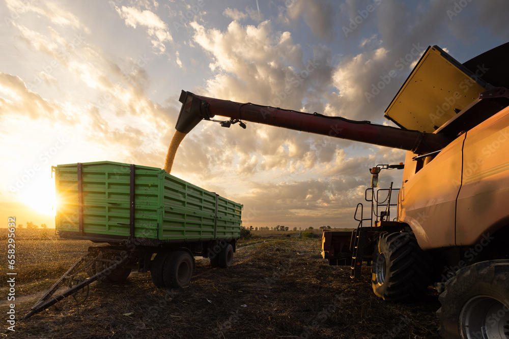 Fototapeta premium A combine harvests corn