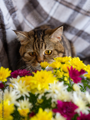 cat with a bouquet of bright flowers on the bed