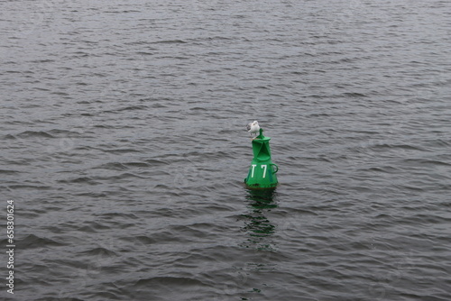 Seagull on a green buoy in the Greifswalder Bodden off Rügen photo