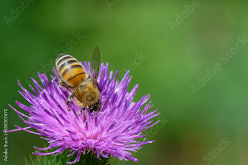 abeilles - Anthophila -  hyménoptères