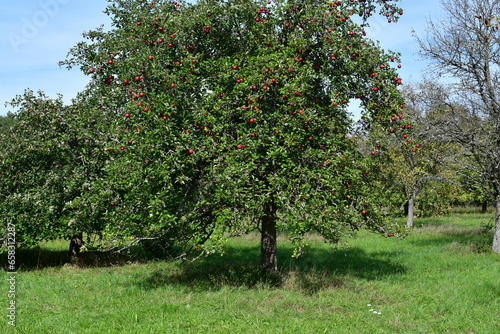 Ein Apfelbaum auf einer Steuobstwiese in der fränkischen Schweiz 