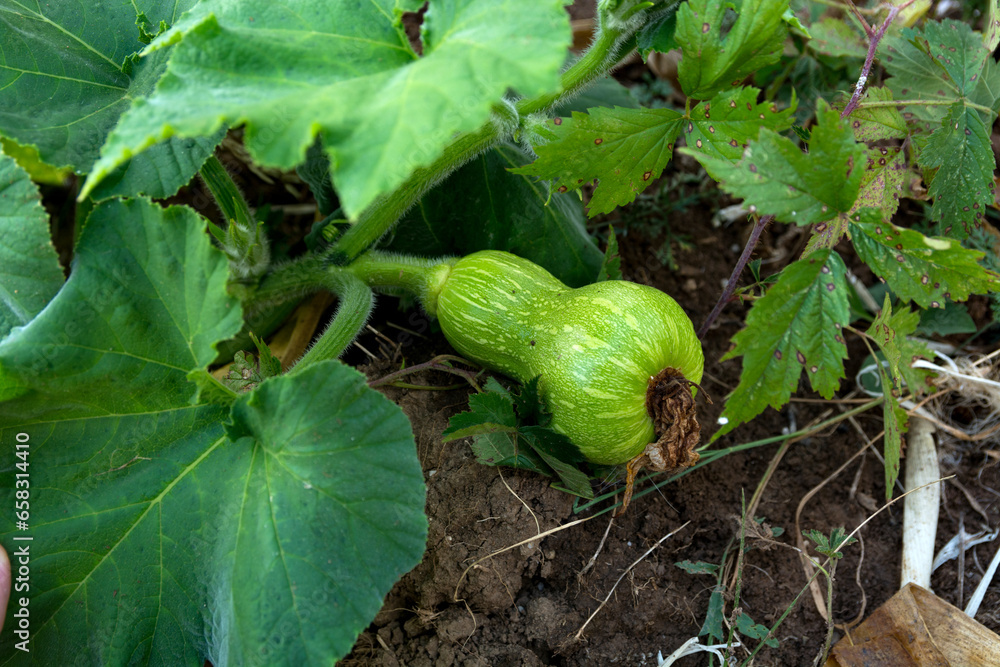 Obraz premium A young green ornamental pumpkin, tapered in the middle resembling an hourglass, grows in the field on a summer day. Agricultural concept