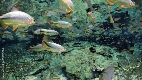School Of Fish Underwater at Natural Aquarium, Bonito, Mato Grosso do Sul, Brazil. Piraputanga and Dourado.  photo