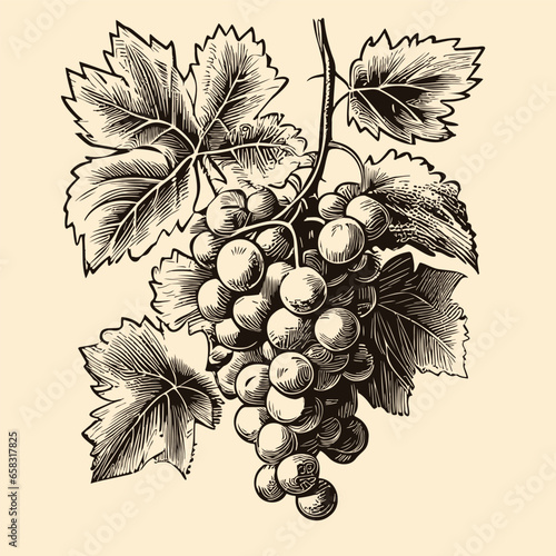 Bunch of grapes retro sketch hand drawn in doodle style illustration