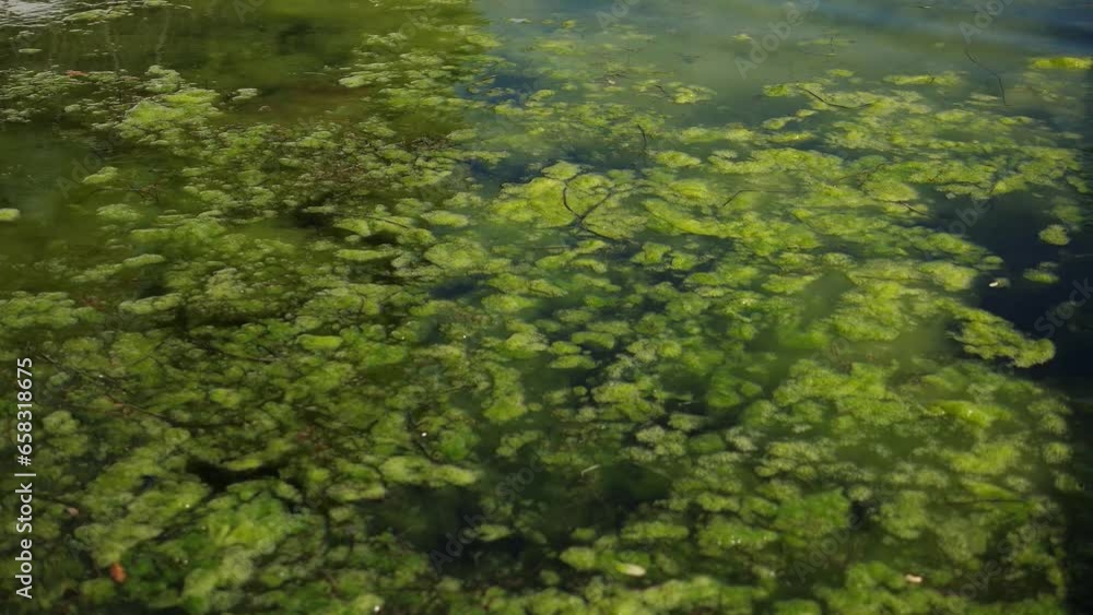 Water covered with green algae. Background of green algae blooming in the lake. Global environmental pollution. Green waters in a lake, river, bay, pond, pool. Water covered with green algae. Background of green algae blooming in the lake. Global environmental pollution. Green waters in a lake, river, bay, pond, pool.