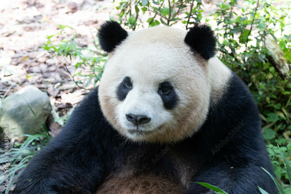 Close up funny panda, Ao LIao aka Oreo, Panda Valley, China