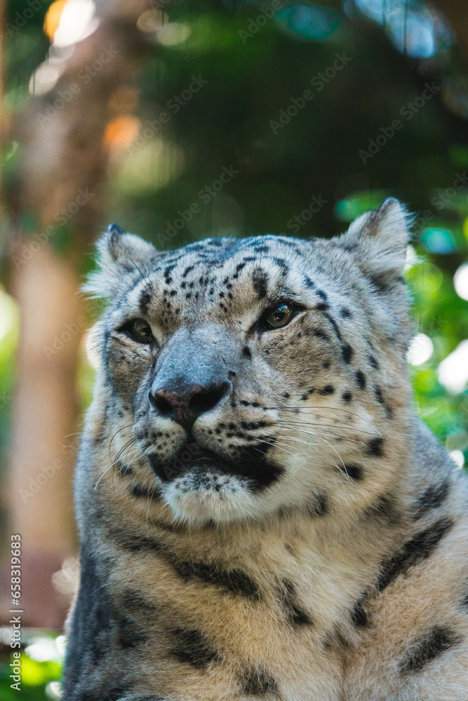 Obraz premium close up portrait of a snow leopard