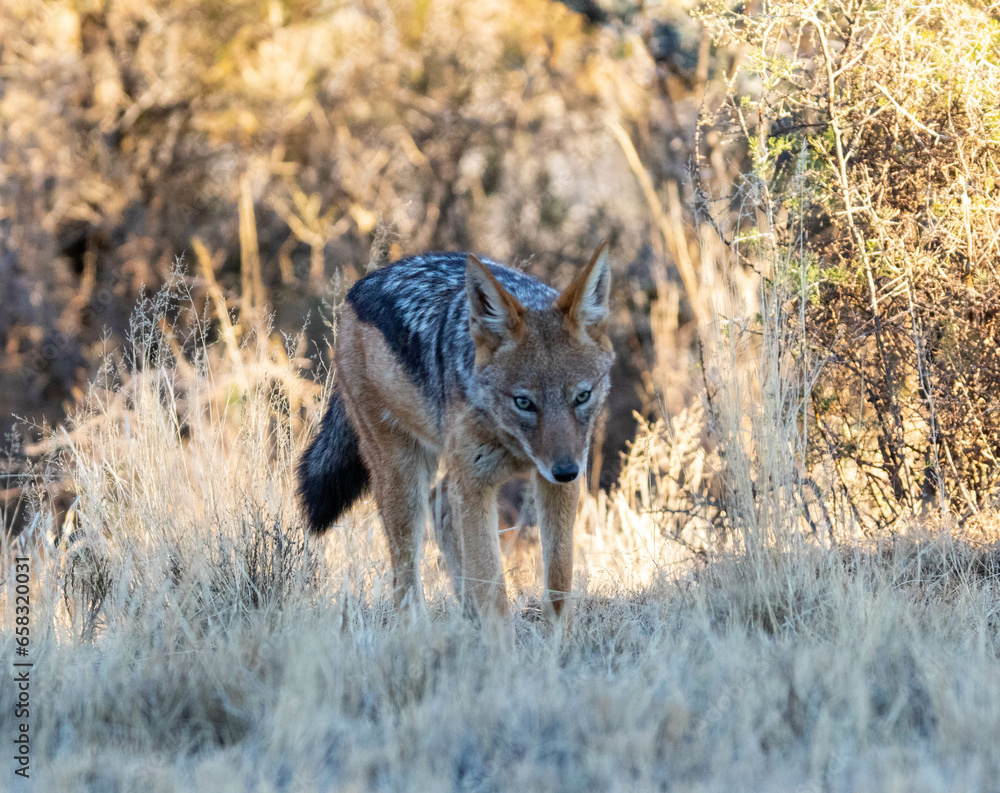 Jackal running towards camera Jackal running towards camera
