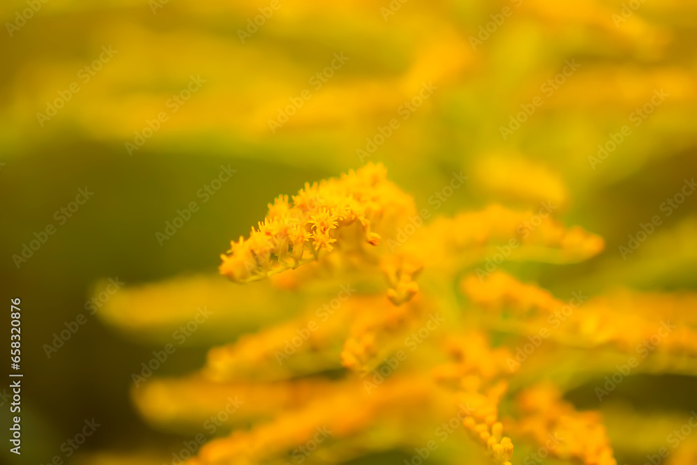 Yellow flowers of goldenrod or Solidago canadensis, Canada goldenrod or Canadian goldenrod plant. Yellow flowers of goldenrod or Solidago canadensis, Canada goldenrod or Canadian goldenrod plant.