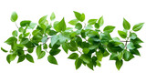 Green leaves on a white transparent background
