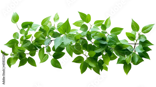 Green leaves on a white transparent background