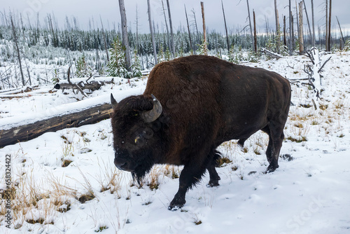 Bison walking in the snow © Charles