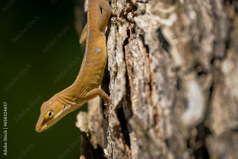 Tiny anole in close up on tree trunk looking at viewer Tiny anole in close up on tree trunk looking at viewer