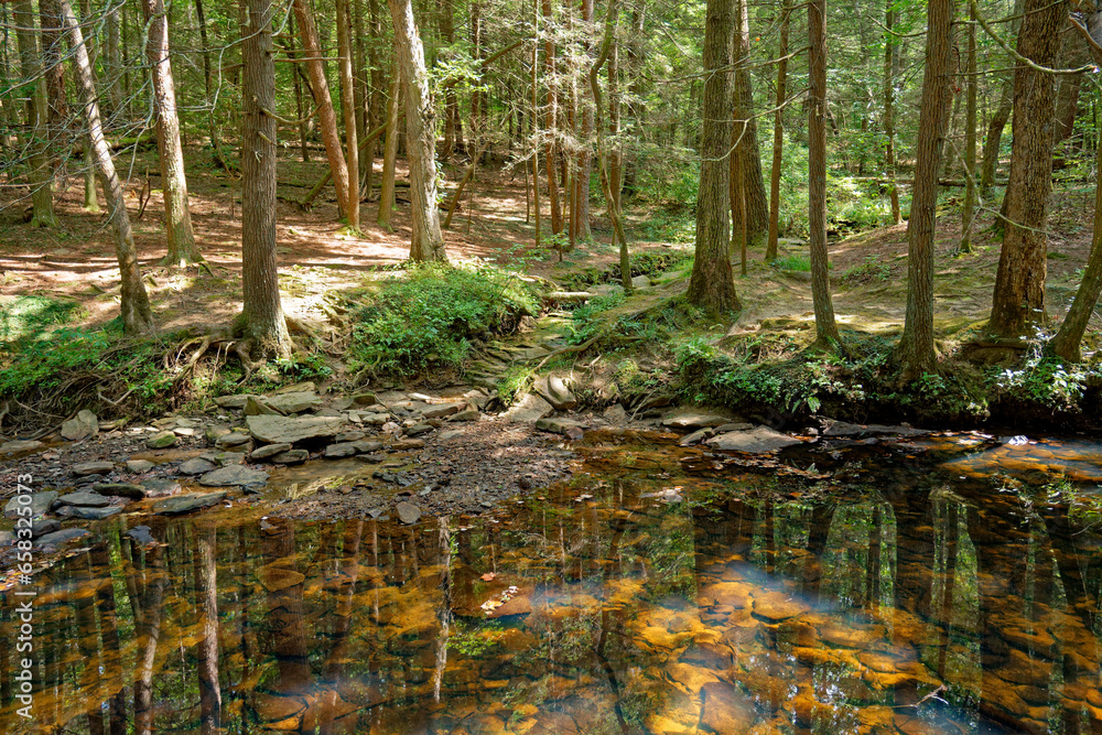 Clean clear creek in the forest Clean clear creek in the forest