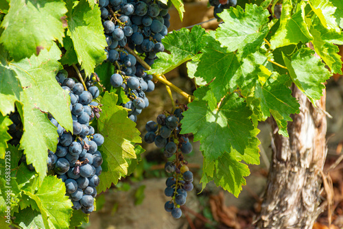 Mencia grape vines in Spain photo