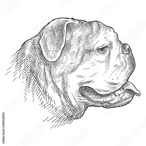 Hand drawn sketch of English Bulldog head profile with open mouth in black isolated on white background. 