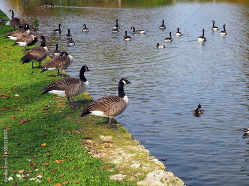 A family of wild geese and ducks swims in a pond and stands on the shore