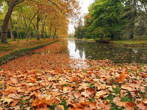 A pond or lake is covered with dry orange leaves. On the shore there are bright trees with yellow leaves