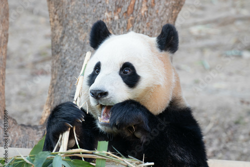 Close up Happy Panda in Everland, South Korea photo