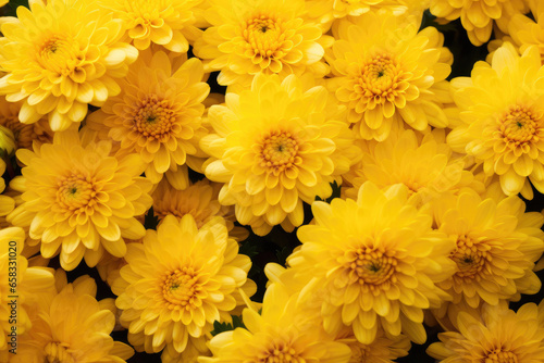 Yellow chrysanthemum flowers background