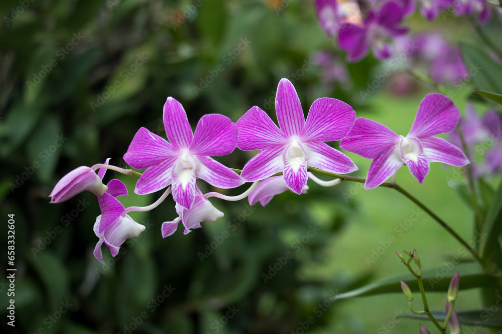 Purple or Dark pink orchid flowers (Dendrobium) blooming in the garden on green leaf background. Purple or Dark pink orchid flowers (Dendrobium) blooming in the garden on green leaf background.