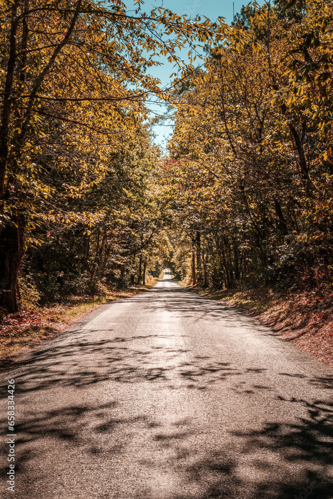 Fototapeta premium A straight road passing through the autumn foliage of a forest in the Dordogne region of France on a bright sunny day