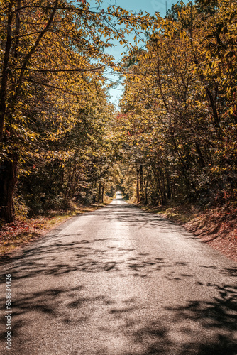 A straight road passing through the autumn foliage of a forest in the Dordogne region of France on a bright sunny day