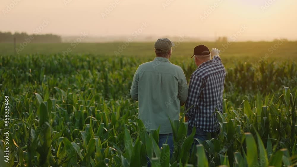 Two Farmers Partners Standing In Green Cornfield In Summer And Discussing Plans Of Agribusiness Two Farmers Partners Standing In Green Cornfield In Summer And Discussing Plans Of Agribusiness