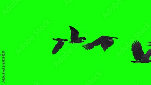 Flock of Black Raven Birds - Flying Over Screen - Realistic 3D animation isolated on green background