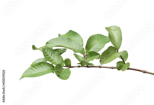 Fresh branch of guava isolated 