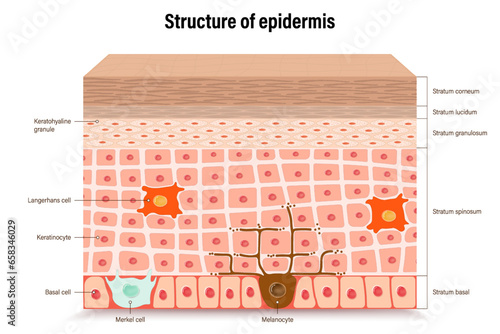 Structure of epidermis vector. Cross section of the epidermis. Human skin anatomy. Layers of a human skin.  photo