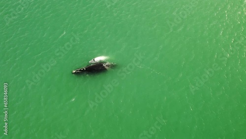 White Baby Whale swimming with mother, southern right whale.