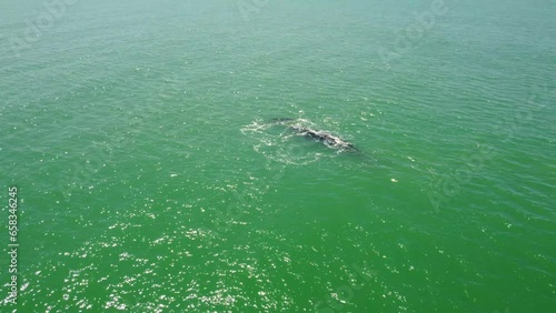 Whale calf playing in ocean with mother, aerial view, southern right whales
