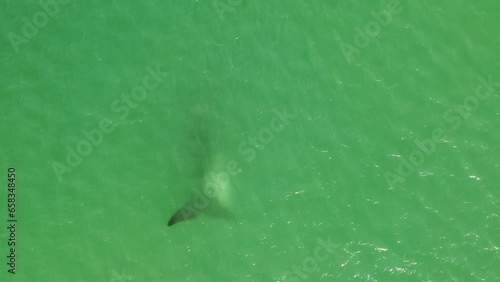 White Whale swimming with mother, drone view, southern right whale.