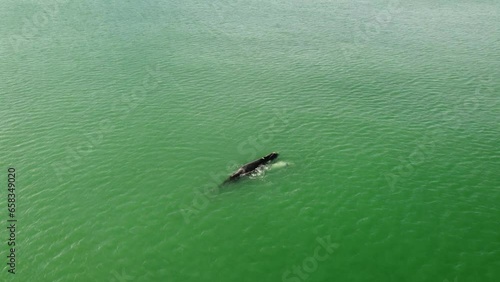 White Whale and Mother, rotating drone view, southern right whale
