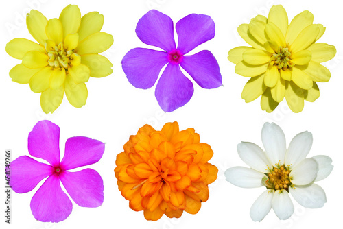 Realistic picture of colorful flowers Collection on transparent background PNG.