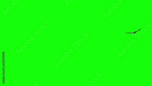 Osprey Hawk - Raptor Bird - Flying Around Loop - Green Screen - Realistic 3D animation isolated on green background