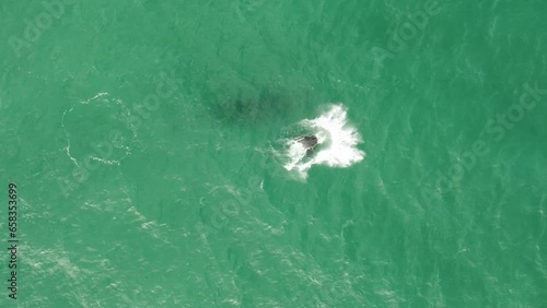 Whale and Calf jumping out of water, Southern Right Whale