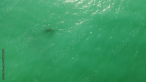 Whale swimming with calf in water, Southern right wale