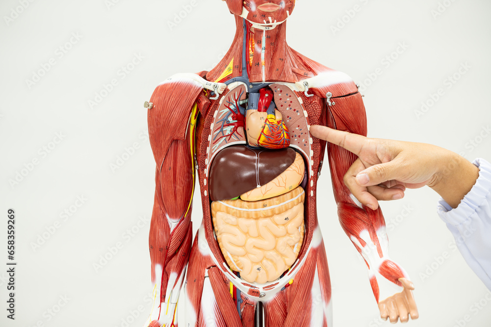 Anatomy human body model isolated on white background.Part of human ...