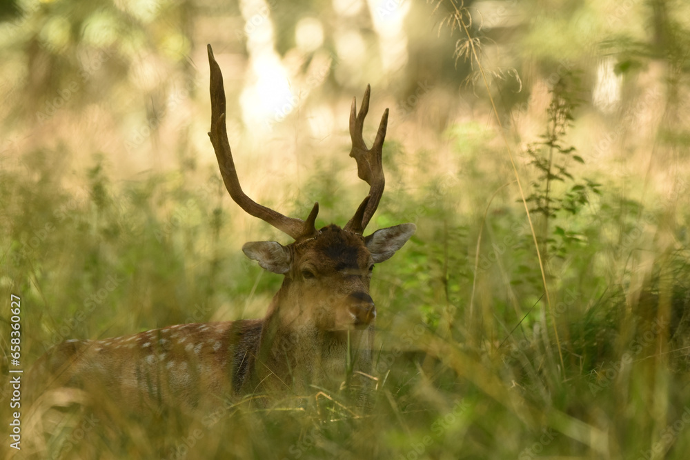 Naklejka premium Damhirsch im Wald